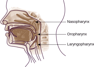 Cancer du nasopharynx