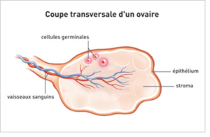 Coupe transversale ovaire
