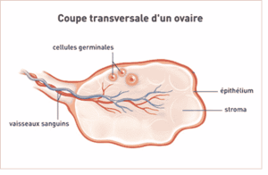 Coupe transversale ovaire