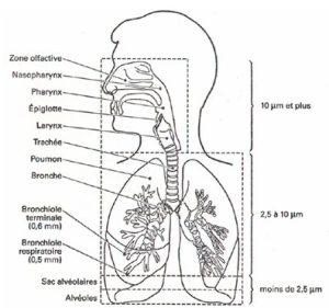 Figure 2. Pénétration des particules en suspension dans l’air ambiant dans l’organisme. Schéma réalisé sur la base d'un dessin du Dr J. Harkema. Source : Santé Publique France, 2022