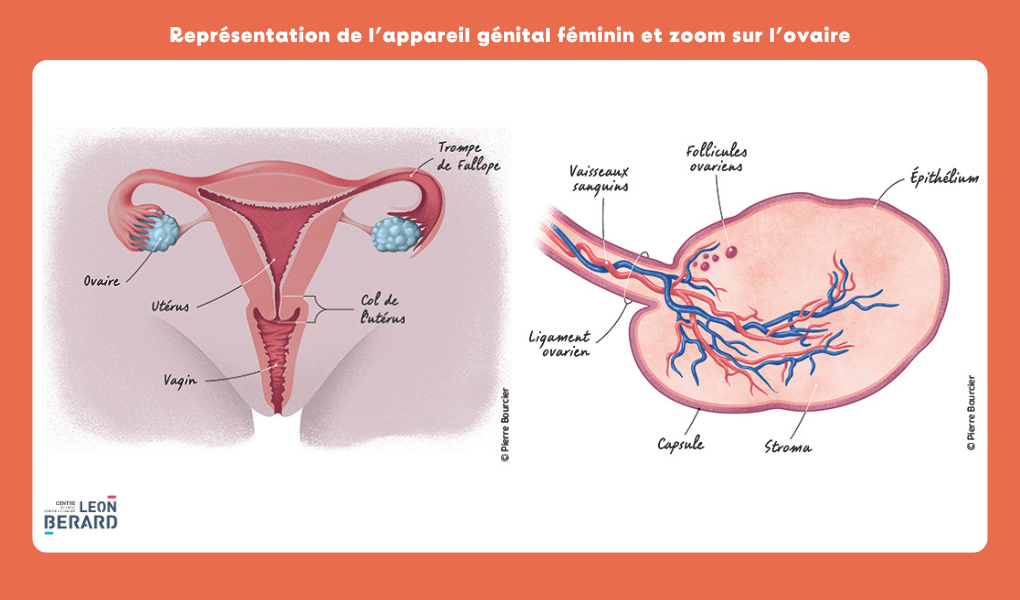 Représentation de l’appareil génital féminin et zoom sur l’ovaire