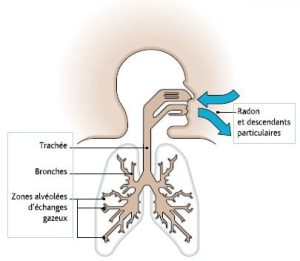 Schéma de l'entrée du radon dans l'arbre respiratoire.
