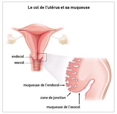 Schéma anatomique du col de l'utérus (Source : Institut national du Cancer)