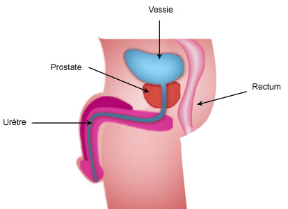 Représentation anatomique de la prostate