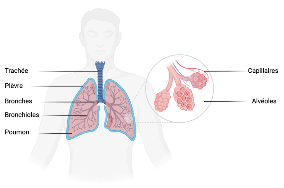 Cancer du poumon et facteurs de risque • Cancer Environnement