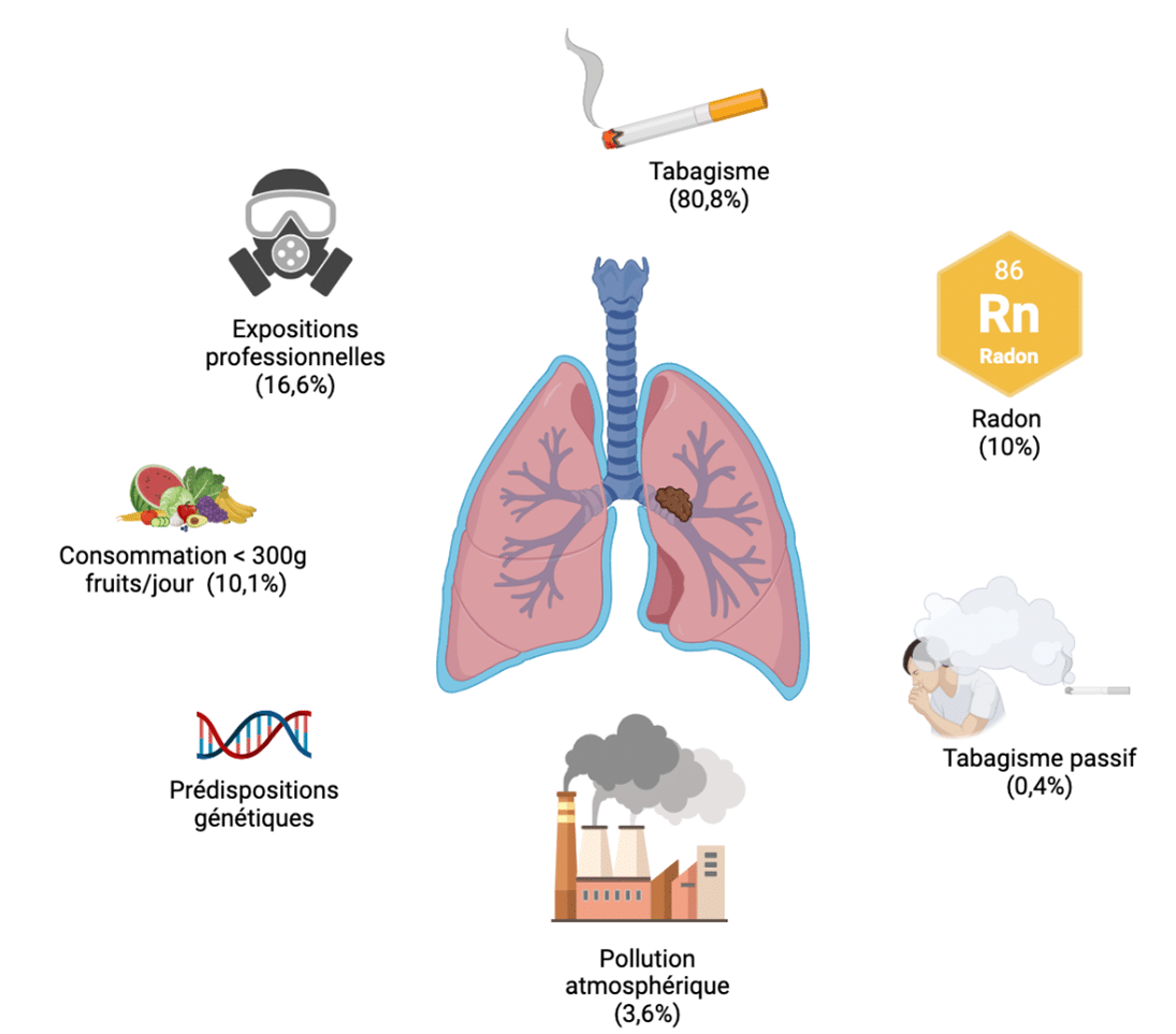 Cancer du poumon et facteurs de risque • Cancer Environnement