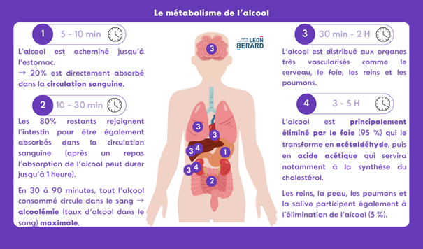 Le métabolisme de l’alcool - Infographie du Centre Léon Bérard