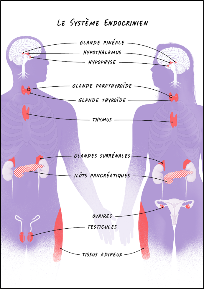 Représentation du système endocrinien. Source : INCa 2023