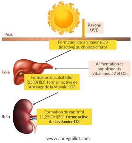 Métabolisme de la vitamine D_Synthèse, stockage et activation. Source : anneguillot.com